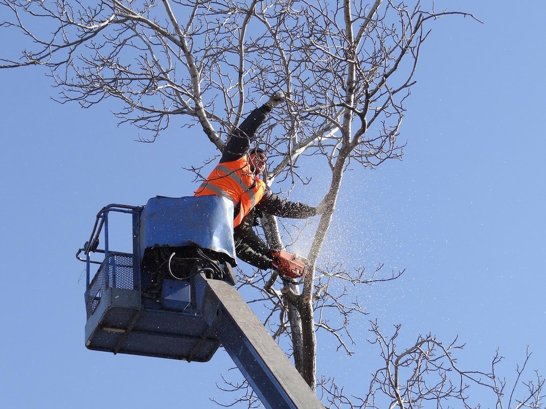 Roseville Tree Service cover