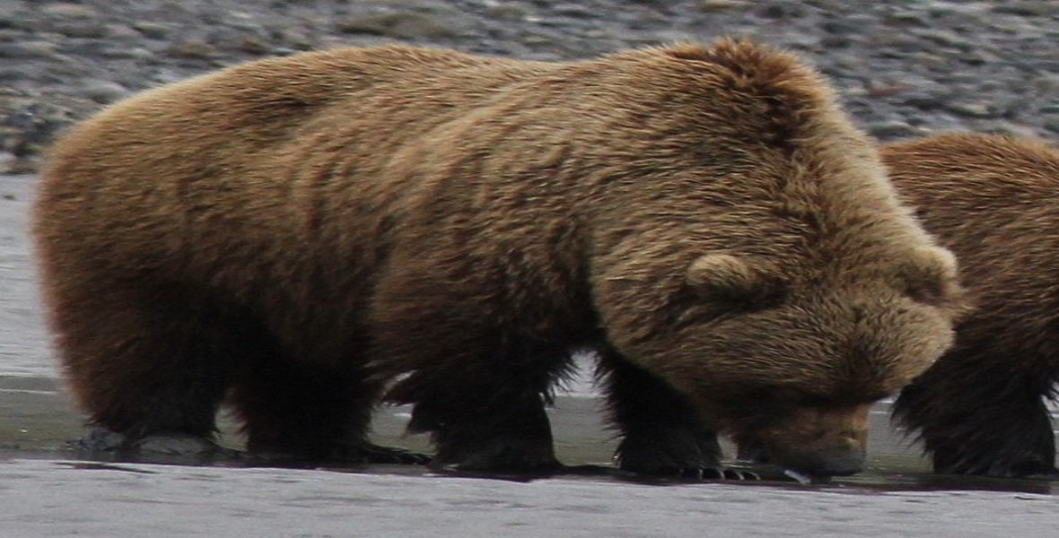 Bear Viewing in Alaska cover