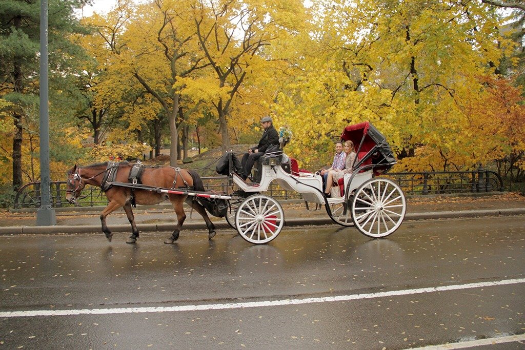 Central Park Carriage Rides. 