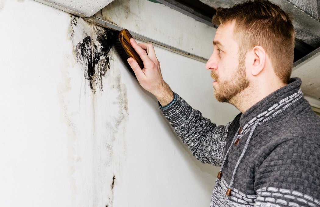 Mold Experts of San Diego cover image