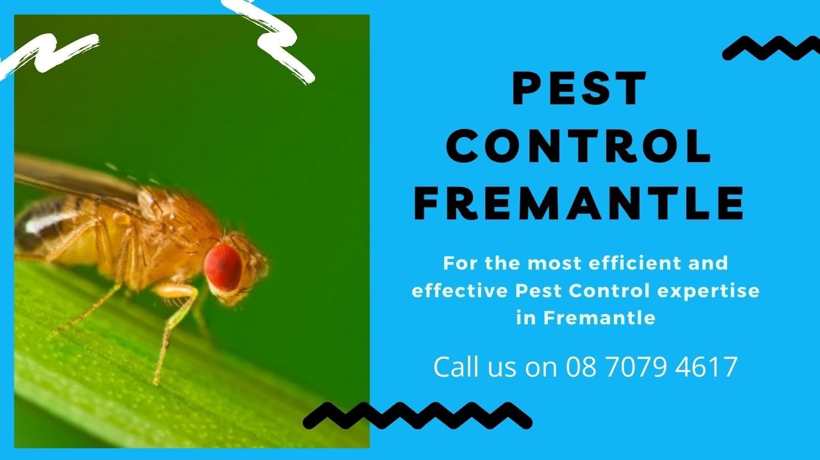 SES Pest Control Fremantle cover