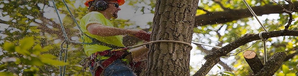 Tree Service Bronx - Cutting &amp; Removal Company cover
