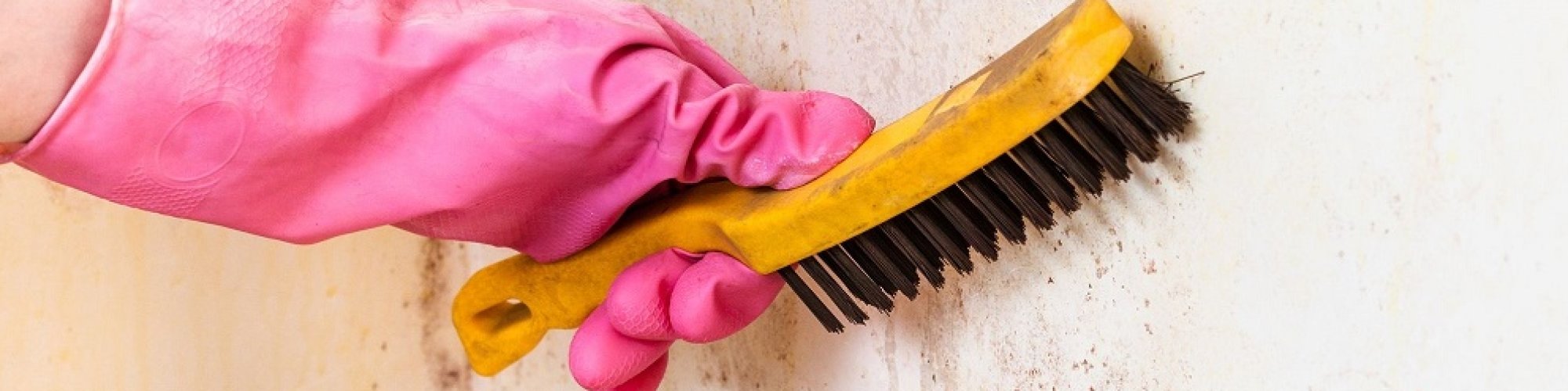 Mold Solutions of Orlando