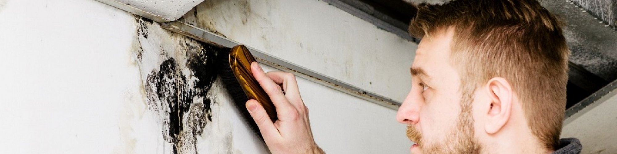 Mold Experts of San Diego