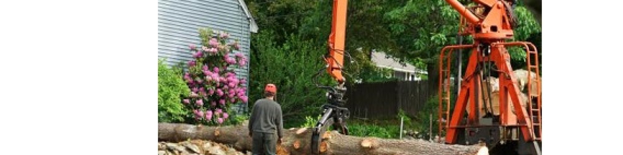 Codfish Coast Tree Removal Co