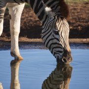African Zebra In Tanzania