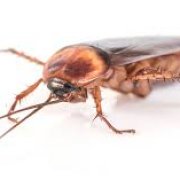 Cockroach Pest control