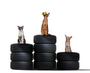Top cat mobile tyres 