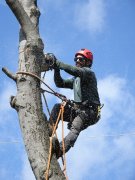 Aurora Tree Service