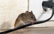 INDY Pest Control Solutions