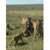 AFRICA NATURAL SAFARIS - Best Tanzania Migration Safari | Kilimanjaro Hiking Tour Operator