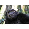 UGANDA NATURAL TOURS - Best Uganda Gorilla Trekking | Rwenzori Mountain Hiking Tour Operator