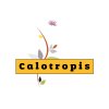 Calotropis Software Solutions