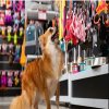 Pet Luxe Boutique & Spa –Pet Shop & Grooming service