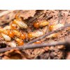 Summer Capital Termite Removal Experts