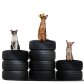 Top cat mobile tyres  logo image